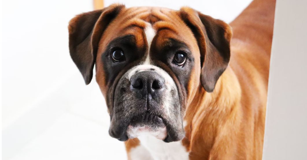 Hundezucht Boxer